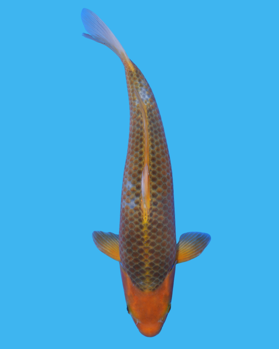 Golden Corn