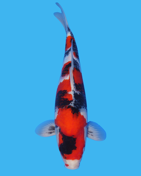 Showa - Steel City Koi