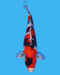 Showa - Steel City Koi