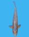 Golden Corn - Steel City Koi