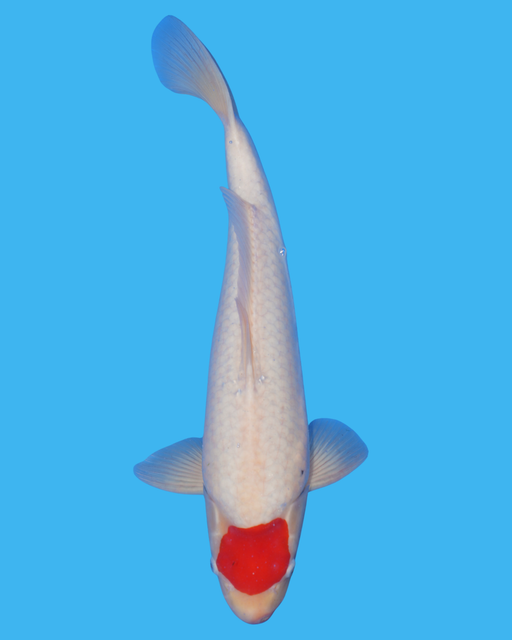 Tancho - Steel City Koi
