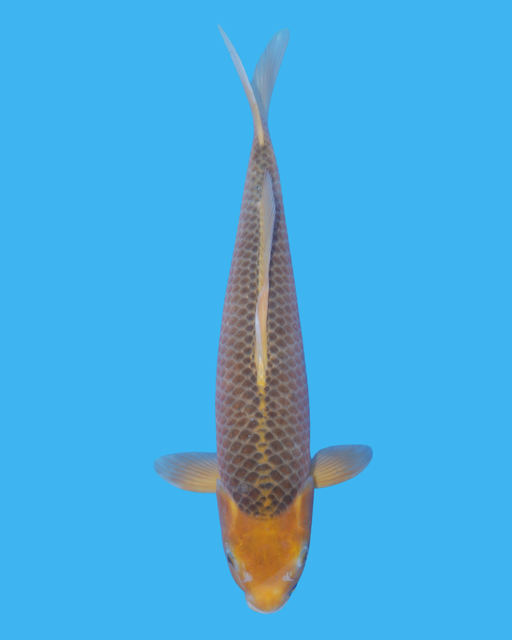 Golden Corn - Steel City Koi