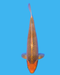 Golden Corn - Steel City Koi