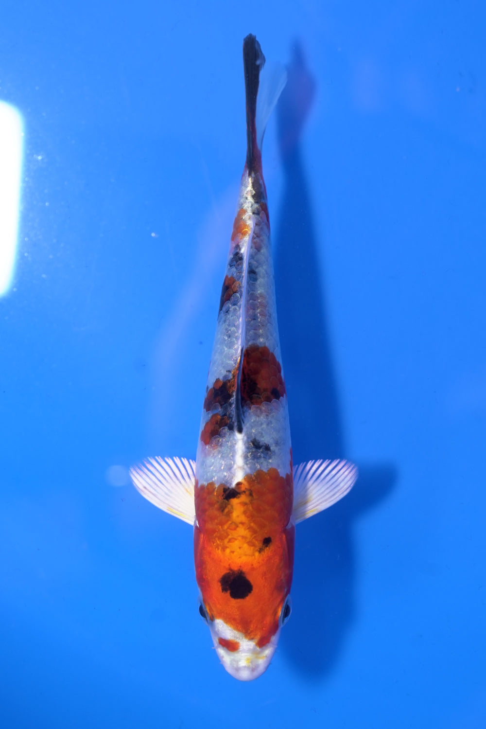 Kin Showa from Aokiya — Steel City Koi
