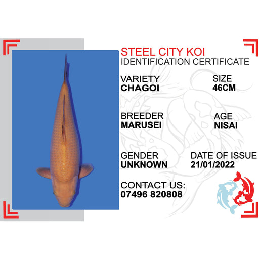 CHAGOI - STEEL CITY KOI